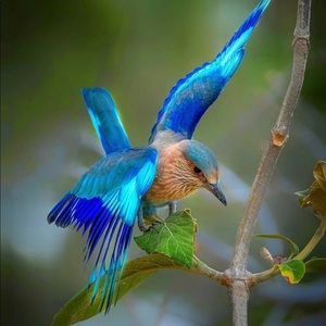 Meet your Posher, Akeisha